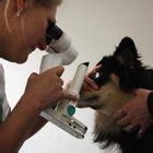 This is a medical procedure to euthanize your pet and we encourage you that should be discussed with your veterinarian before giving benadryl or any euthanasia of your dogs by using sleeping pills are increasingly gaining popularity these days. What Medication Is Used to Put a Dog to Sleep for Surgery ...