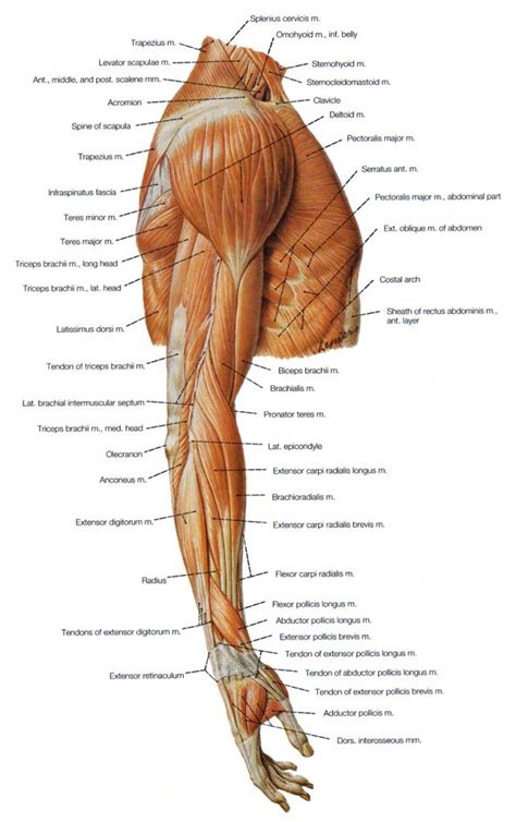 Don't beat yourself up though! Shoulder Arm Muscles Arm Muscles Muscle And Shoulder ...