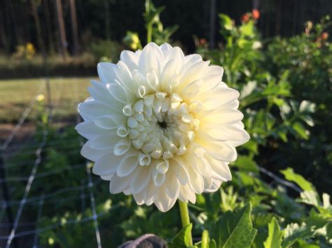 Specialty cut flower production attra and marketing. Blizzard dahlia. in 2020 | White dahlias, Dahlia, Growing ...