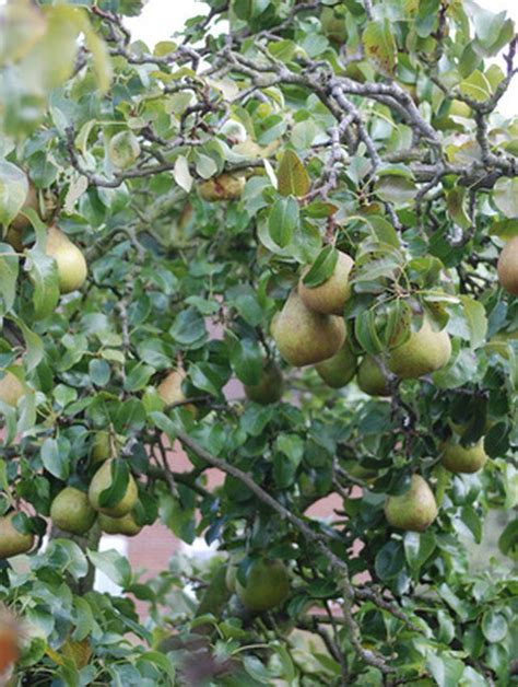 Pollen from a completely different variety has to transfer to the stigma of a given flower. How to Cross-pollinate an Ayers Pear Tree | Hunker | Tree ...