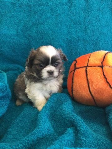 2.5 sandy acres kennel llc. Beautiful Shih Poo Puppies (Shih Tzu Poodle Hybrid) for Sale in Amo, Colorado Classified ...