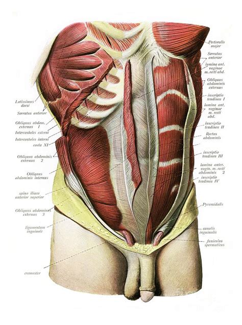 R = 0.31).conclusion the anatomy of the anterior abdominal wall correlated with anthropometric data. Abdominal Muscles Photograph by Microscape/science Photo ...