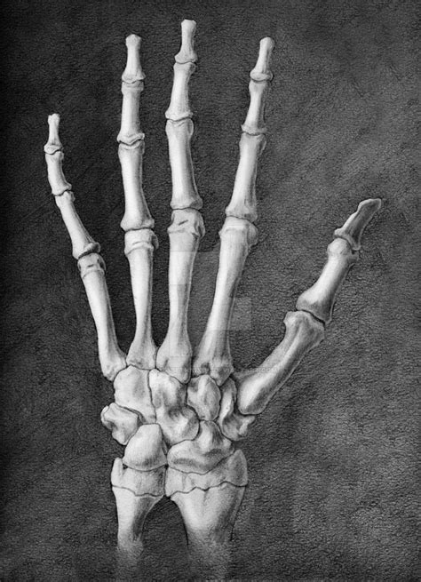 We did not find results for: Dorsal Hand Skeleton by elizabethnixon on DeviantArt