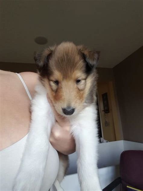 They are kind, affectionate, and serene. Collie puppy dog for sale in Montoursville, Pennsylvania