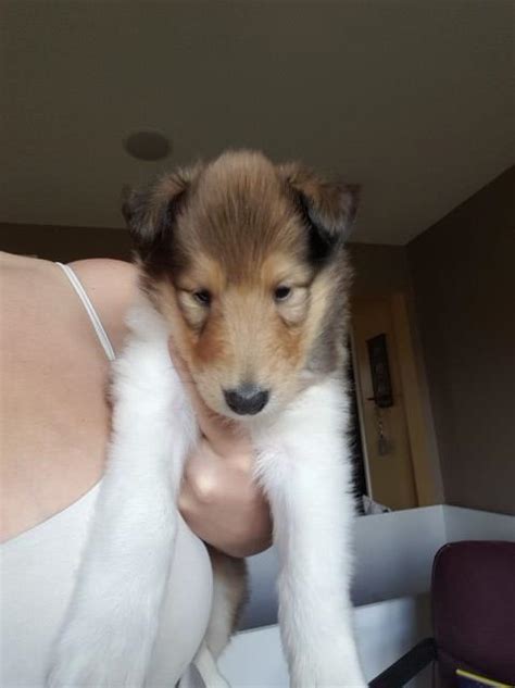 Border collie puppies for sale at marketplaces. Collie puppy dog for sale in Montoursville, Pennsylvania