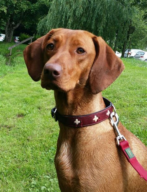 Maximise your chances of owning a great dog with true vizsla. Pin by teresa schabel on Magyar Vizsla | Vizsla, Hungarian ...