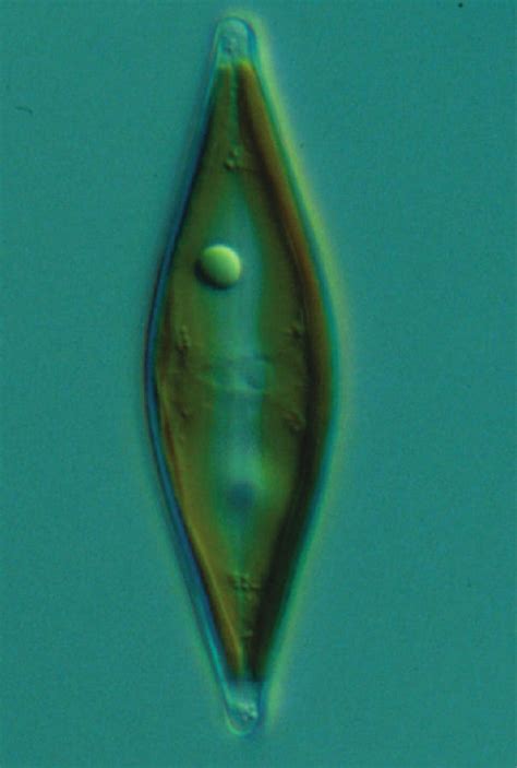 Jump to navigation jump to search. NaVicula a Diatom with an Oil Droplet : New Energy and Fuel