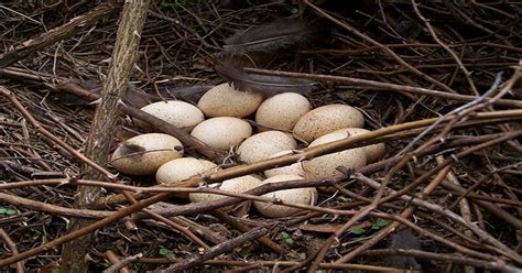Sudah sejak bulan juni lalu hingga saat ini harga telur ayam masih terbilang belum kembali normal. √ 5+ Manfaat Telur Ayam Kalkun | Ciri-Ciri, Cara ...
