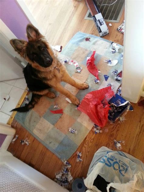 About bark busters in home dog training in east denver and aurora, co. In-Home Dog Training and Board and Training Programs in Denver