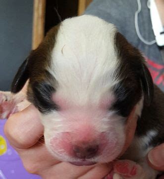 The cheapest offer starts at £100. Litter of 9 Saint Bernard puppies for sale in NEW LONDON ...