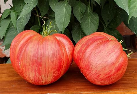 Legendary tomato breeder fred hempel has introduced one of his most stunning varieties yet, the pink jazz tomato! Pink Tomatoes: JAZZ Tomato