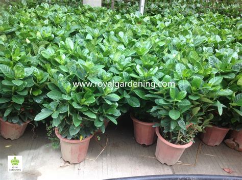 We did not find results for: Gardenia Jasminoides Ornamental Plants - Buy Gardenia ...