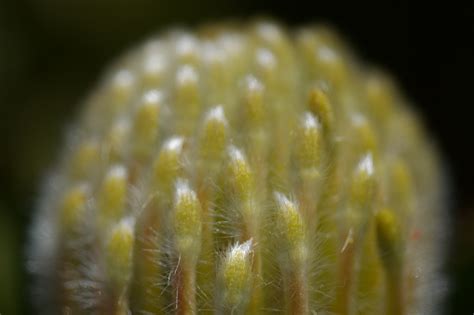 Sárga Leucospermum Catherinae Catherinekerék Protea témájú stock fotó ...