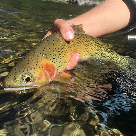 What does a fish taco mean. What does a Wild Trout mean to you? Last night I witnessed ...