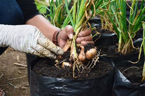 Simak langkah dan cara menanam bawang putih di rumah dengan mudah, yuk! 5 Cara Menanam Bawang Merah Sendiri di Rumah. Bisa Pakai Media Botol atau Bahkan Tanpa Tanah