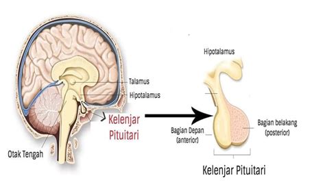 Kelenjar pituitari (master of glands) terdapat di. Kelenjar Pituitari (Hipofisis) : Pengertian, Letak, Fungsi ...
