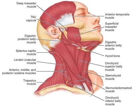 Neck pain is a condition that develops quite often in adults, especially women. Stammer dine nakkesmerter fra dårlig holdning og motorikk?