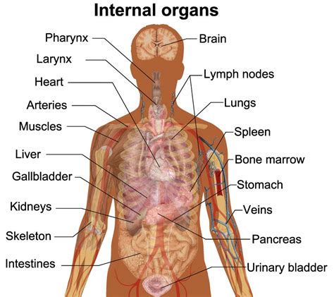 We hope this post inspired you and help you what you are looking for. Organs Diagram Anatomy | Human body organs, Body organs ...