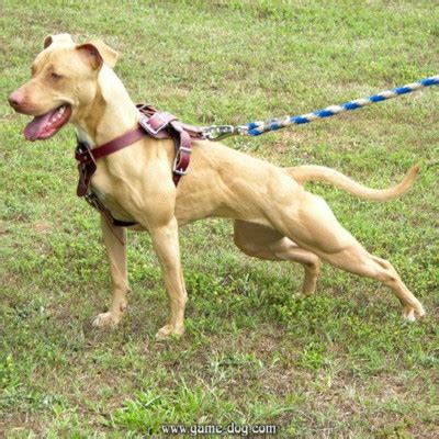 Black ticking, dark fawn brindle, buckskin with black mask, black and tan, and some others. The Real APBT: The Colors of the Pit Bull