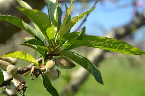 Learn about the best tasting and easiest to grow peaches. Growing the Best Tasting Peaches - Choosing Varieties ...