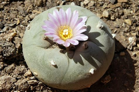 Mescaline cacti are a class of psychedelic plants capable of inducing a profound altered state of consciousness. Mescalin - Wirkung, Risiken, Gefahren - Naturheilkunde ...