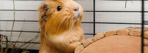 They are adorable and loving animals that are easy to maintain and handle. Guinea Pig Care Sheet & Guide | PetSmart