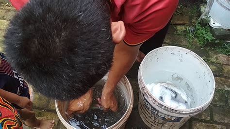 Pakan berbentuk emulsi, bahan terlarutnya tidak menyatu dengan pelarutnya karena pakan suspensi mengandung partikel jika anda mencari akan pengertian pakan basah dan pakan kering ikan, informasi di atas sangat membantu sobat dalam membuka usaha serta. Penyortiran ikan menurut ukuran - YouTube