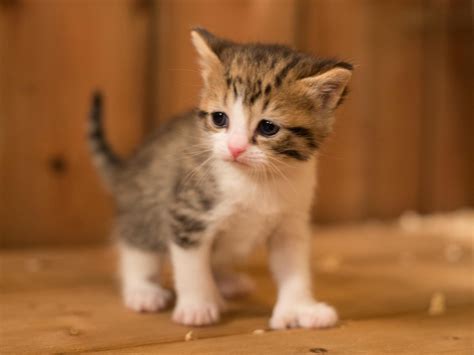 20 chats déguisés trop mignons dans leur costume. Angelanne: Des Photos De Chats Trop Mignons