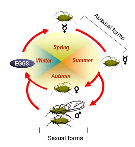 Some species feed on only one type of plant, while others are generalists, colonizing many plant groups. As Many Exceptions As Rules: Males - Can't Live Without Them?