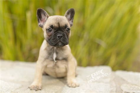 This article breaks down the common french bulldog cost. queenie4 - Exotic French Bulldogs