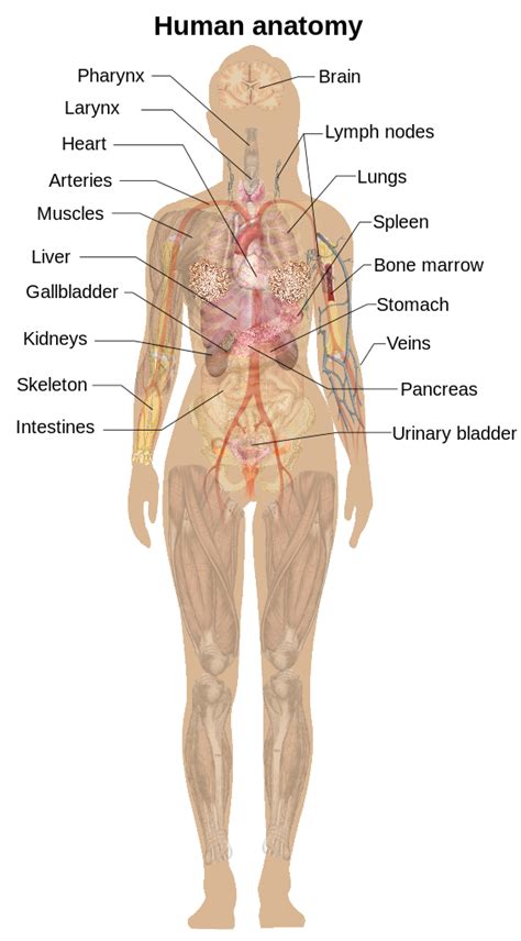 The wikimedia human body diagrams is a collection of images whose main purpose is to provide a way of explaining medical conditions and other phenomena. Anatomy svg, Download Anatomy svg for free 2019