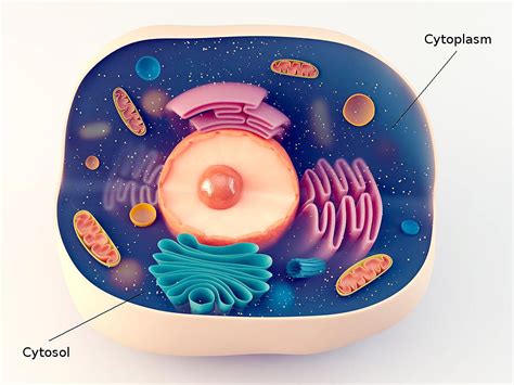 This is a collective term for the cytosol plus the organelles suspended within the cytosol. Cytosol Vs. Cytoplasm Cytosol is basically the liquid or ...