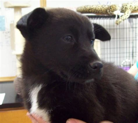 Find lots, acreage, rural lots, and more on zillow. Meet Amy a Petfinder adoptable Chow Chow Dog | Salem, NH ...