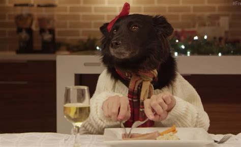 Maybe you would like to learn more about one of these? Funny Pet Video - 13 Dogs and 1 Cat Eating with Human Hands