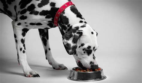 The great dane's digestive system is slightly different from other dogs, and the stomach is quite sensitive. 15 Best Sensitive Stomach Dog Foods in 2020 | Dog upset ...
