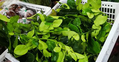 Daun limau purut pasago segar dari ladang. Daun Limau purut (ダウン・リマウ・プルッ：こぶみかんの葉) 【英】 Kaffir Lime Leaves