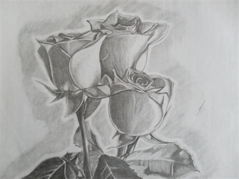 C mo dibujar una rosa paso mimundomanual deseamos sinceramente. 10 Hermosos dibujos de rosas a lápiz | Dibujos a lapiz