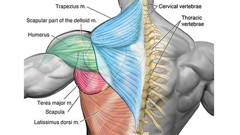 How to exercise back muscles at home? Not-So-Gross Anatomy: Lats & Upper Back — b3 Wellness