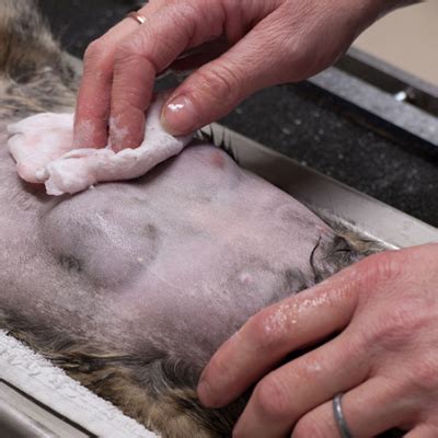 It can be subtle, so it behooves you to spend some time every day observing your pet for any changes. 7 Things You Need to Know About Breast Cancer in Cats ...