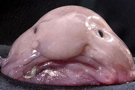 It inhabits the deep waters off the coasts of mainland australia and tasmania, as well as the waters of new zealand. Just My Life: Blobfish - The Weirdest Fish Ever Lived