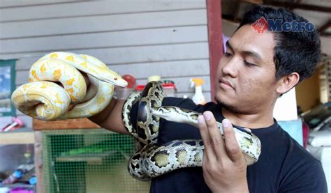 Melihat ular meramalkan evolusi atau pertumbuhan / perkembangan ular umumnya melambangkan ketakutan atau transformasi. Dah tak geli ular lagi! | Harian Metro