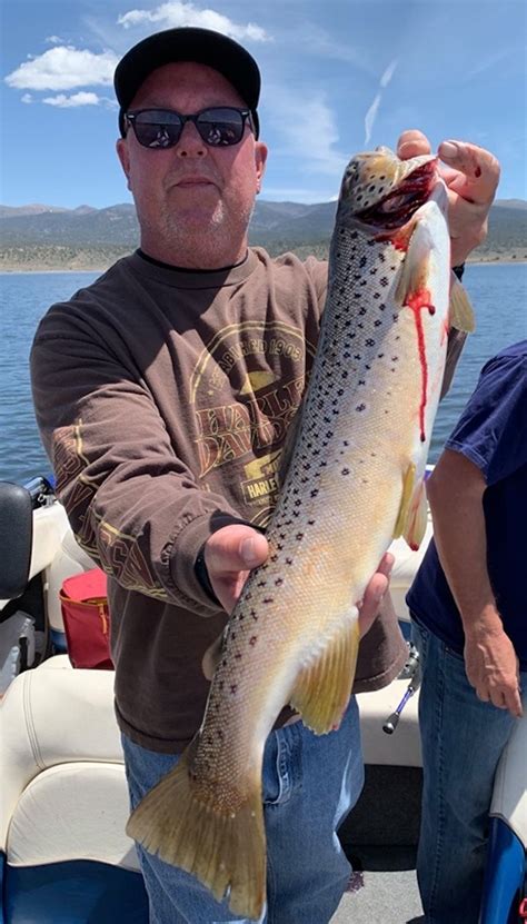 The easter cactus is a brazilian native. Bridgeport Reservoir Fish Report - Bridgeport, CA (Mono ...