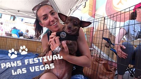 Donate to, volunteer at, and adopt from local shelters/rescues, which frees up resources for rehabilitating seized dogs. Paws Festival - Vegas Pet Rescue Project - YouTube