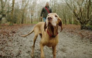 It's akin to smiling for humans. Lethargic labrador? Bored border collie? Here's how to ...