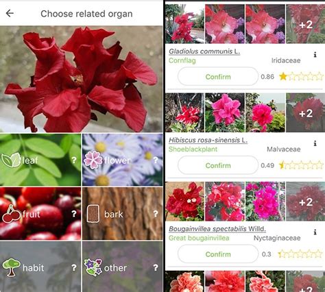 See more info about plants, join our amazing community and explore snaps around the world in the app. 9 Best Free Plant Identification Apps For Android & iOS (2020)