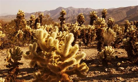 Their main purpose is to give shade to the green, sensible epidermis of the cactus below. Joshua Tree National Park Photography Guide And Tips ...