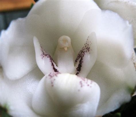 Its scientific name is peristeria elata. shineyourlight: 진귀한 모양의 꽃들: Funny looking flowers