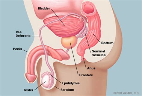 Choose from over a million free vectors, clipart graphics, vector art images, design templates, and illustrations created by artists worldwide! Illustration Picture of Male Anatomy - Prostate