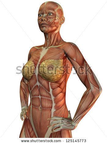 Injuries to this muscle are rare, but symptoms include pain in the the pectoralis minor resides under the pectoralis major. anatomy of the female chest muscles - Google Search ...