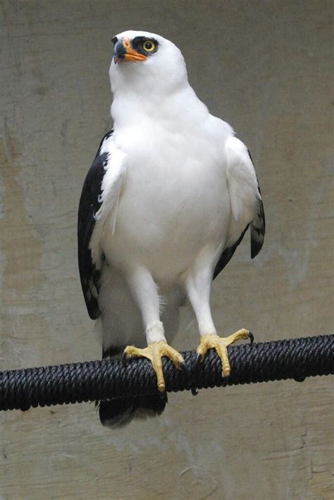 The white hawk (pseudastur albicollis) is a bird of prey breeding in the tropical new world of the family accipitridae. Black and White Hawk Eagle | Pet birds, Birds of prey ...